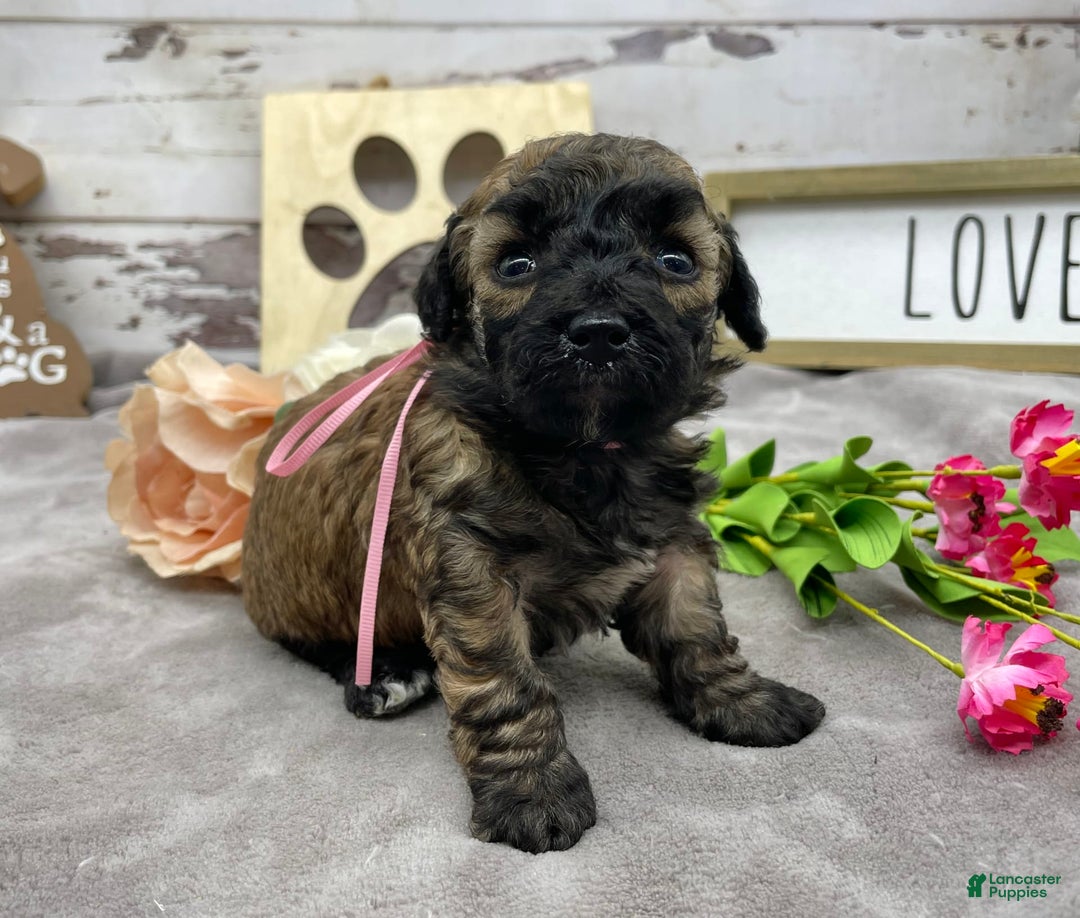 Miniature Poodle dogs for sale: Tara - Image 3