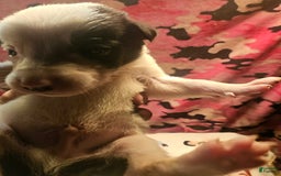 Border Collie dogs for sale: Justi - Image 1