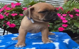 Puggle dogs for sale: Eddy - Image 2