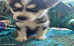 Pomsky dogs for sale: Riley - Image 4