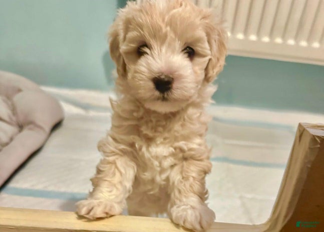 Maltipoo dogs for sale - Ad 2