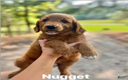 Goldendoodle dogs for sale: Nugget - Image 6