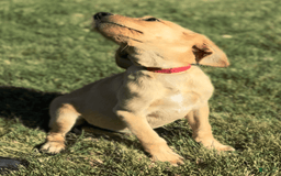 Labrador Retriever dogs for sale: Simba - Image 13