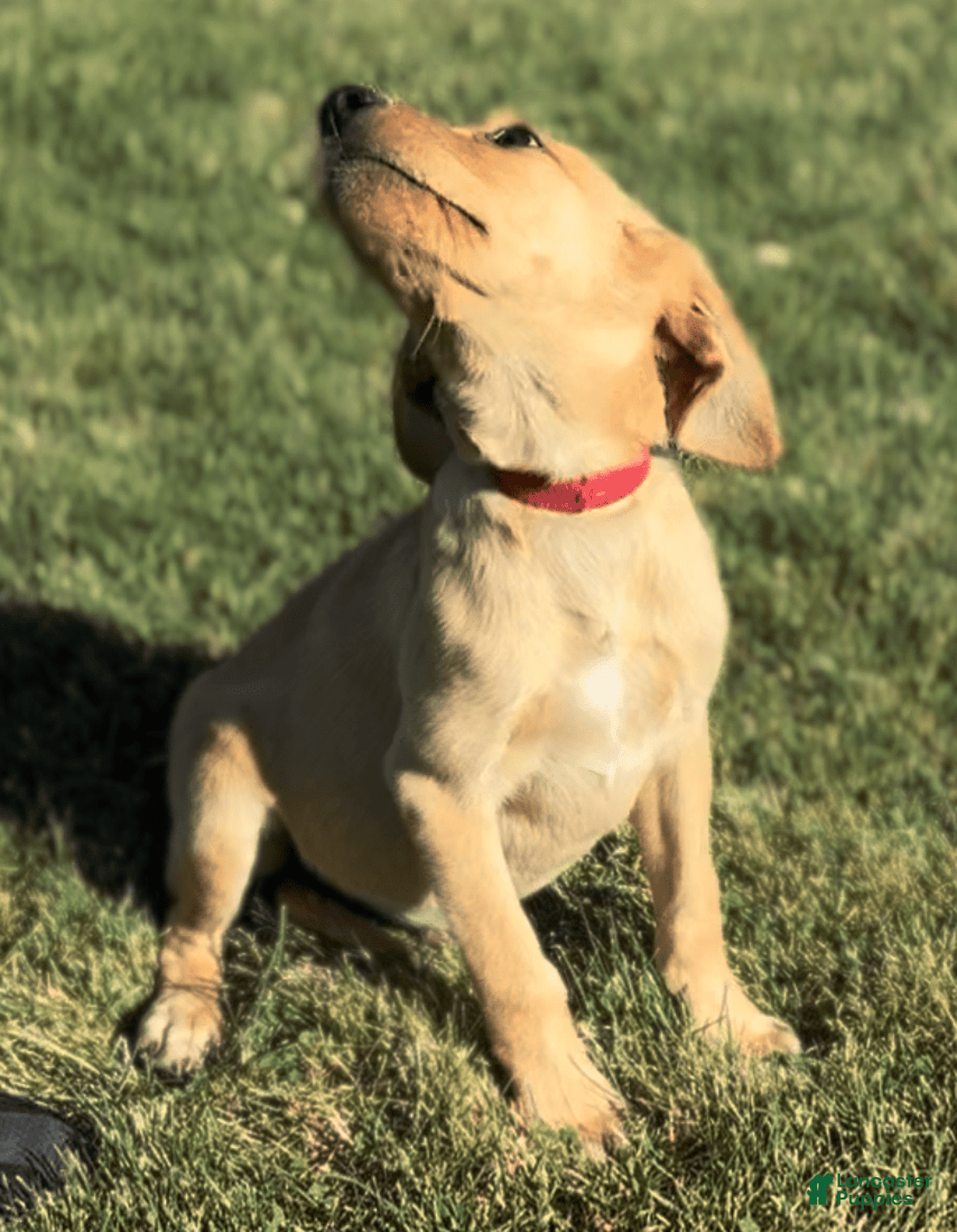 Labrador Retriever dogs for sale: Simba - Image 13