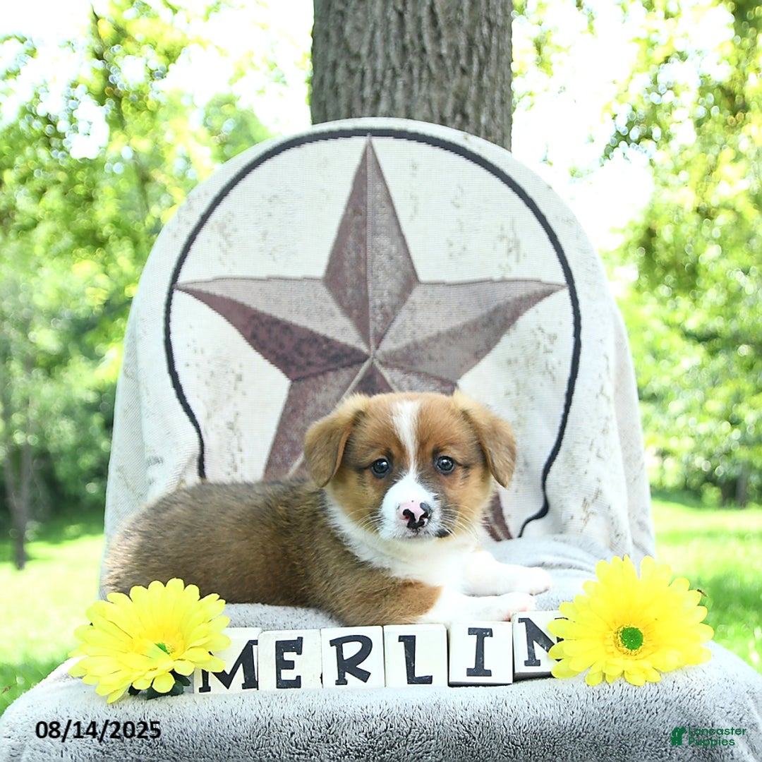Welsh Corgi Pembroke dogs for sale: Merlin - Image 5