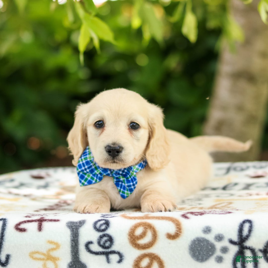 Miniature Dachshund dogs for sale: Theo - Image 7