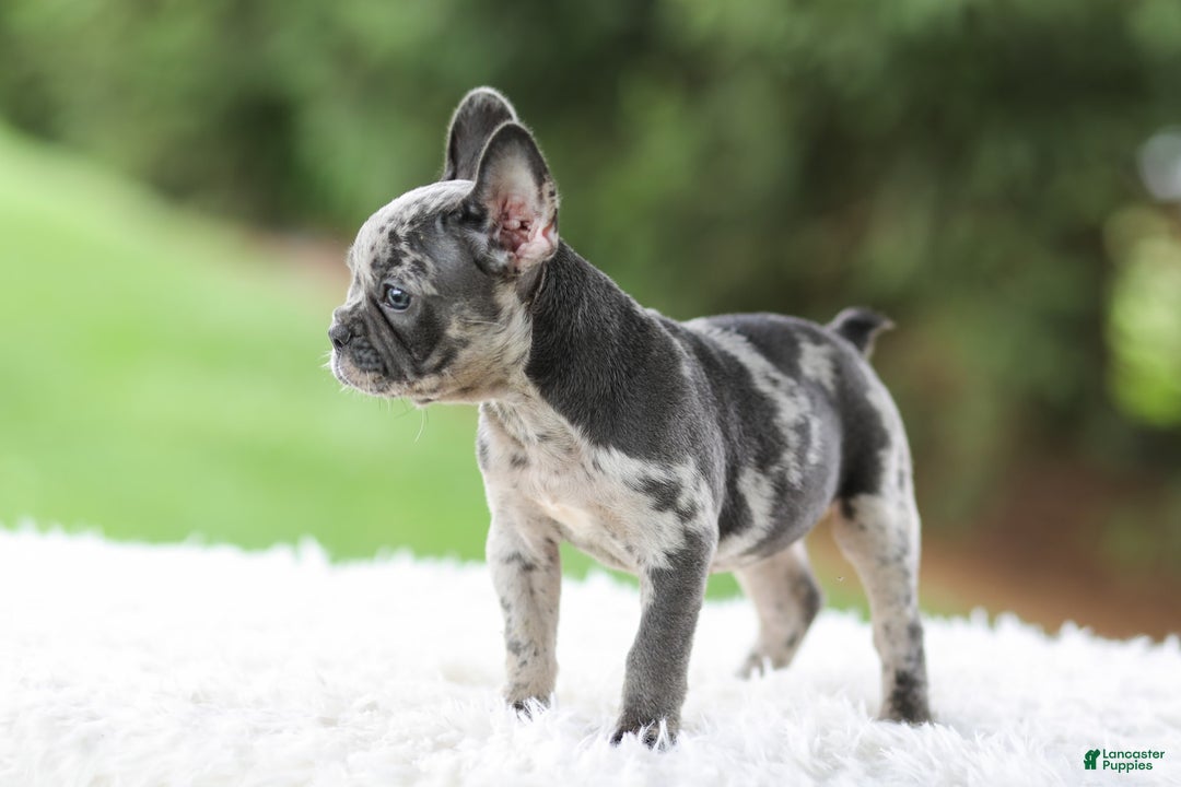 French Bulldog dogs for sale: Venus - Image 6