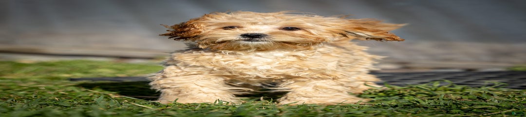Duncan