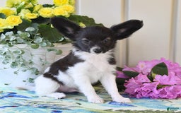Papillon dogs for sale: Mitch - Image 10