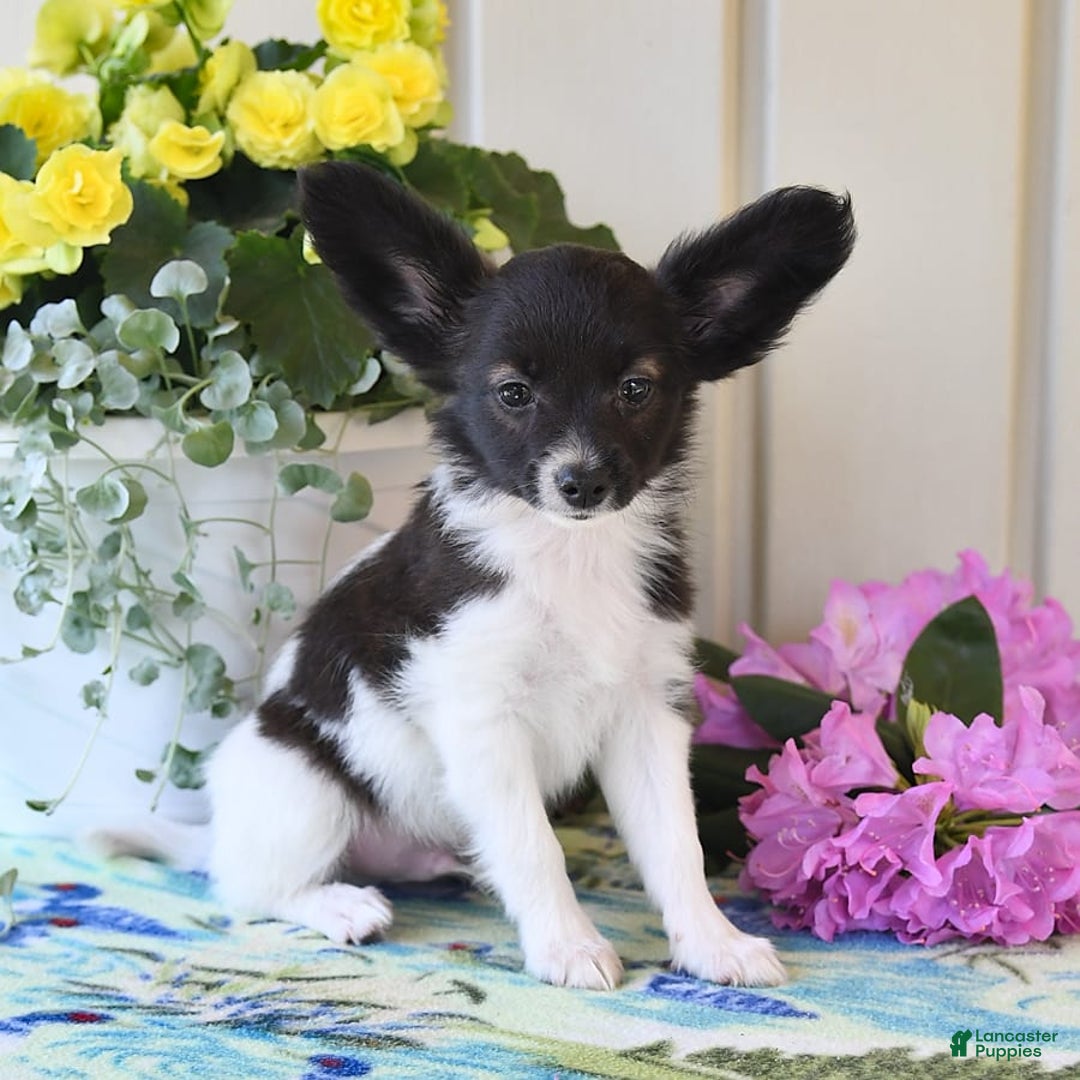 Papillon dogs for sale: Mitch - Image 10