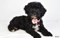 Miniature Poodle dogs for sale: Leah - Image 3
