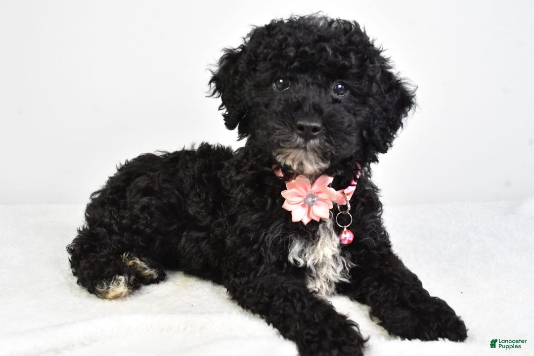 Miniature Poodle dogs for sale: Leah - Image 3