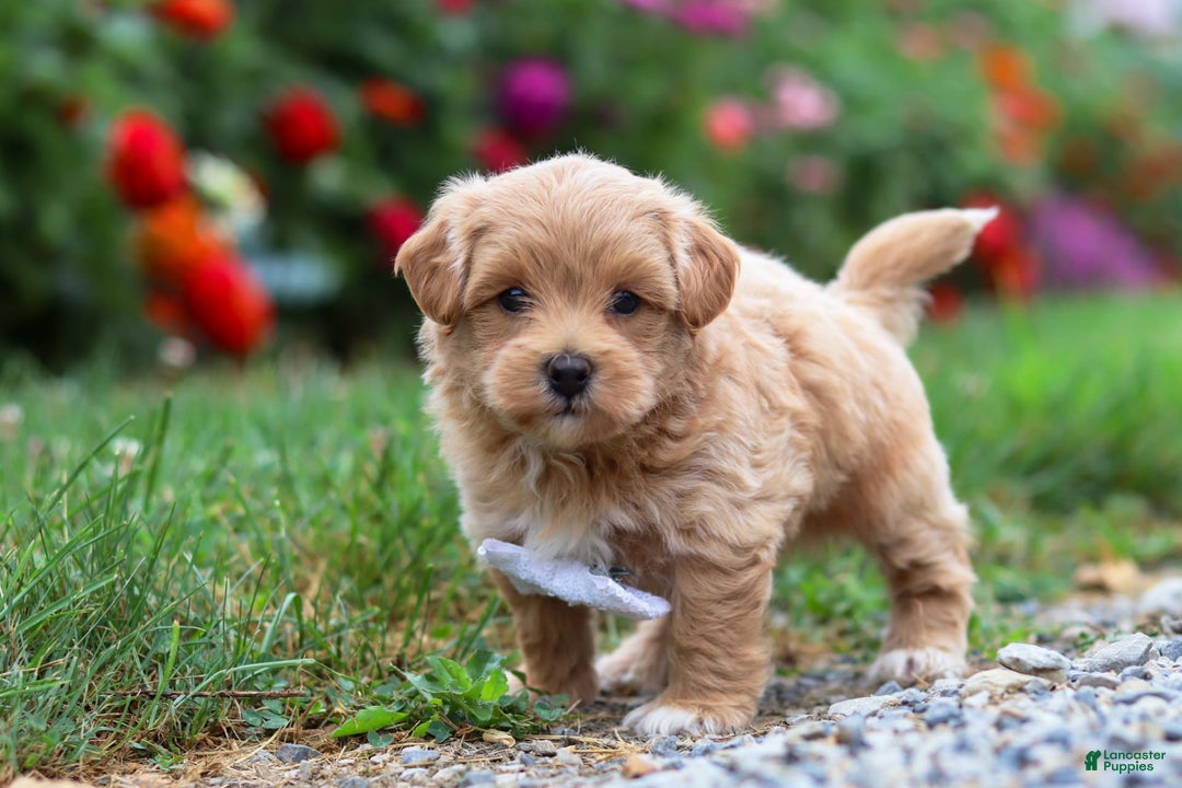 Maltipoo dogs for sale: Tommy - Image 5