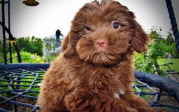 Havapoo dogs for sale: Wiggles - Image 11