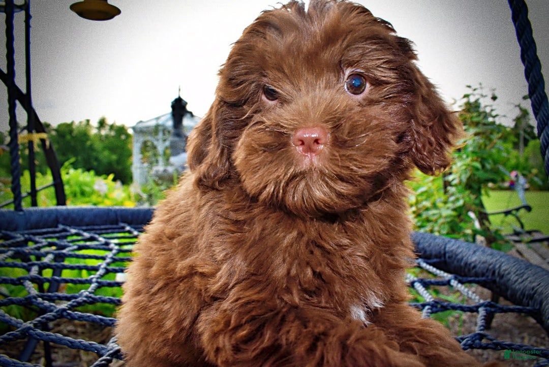 Havapoo dogs for sale: Wiggles - Image 11