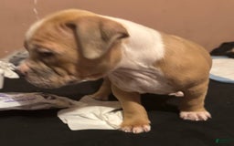 American Bully dogs for sale: Blossom - Image 3
