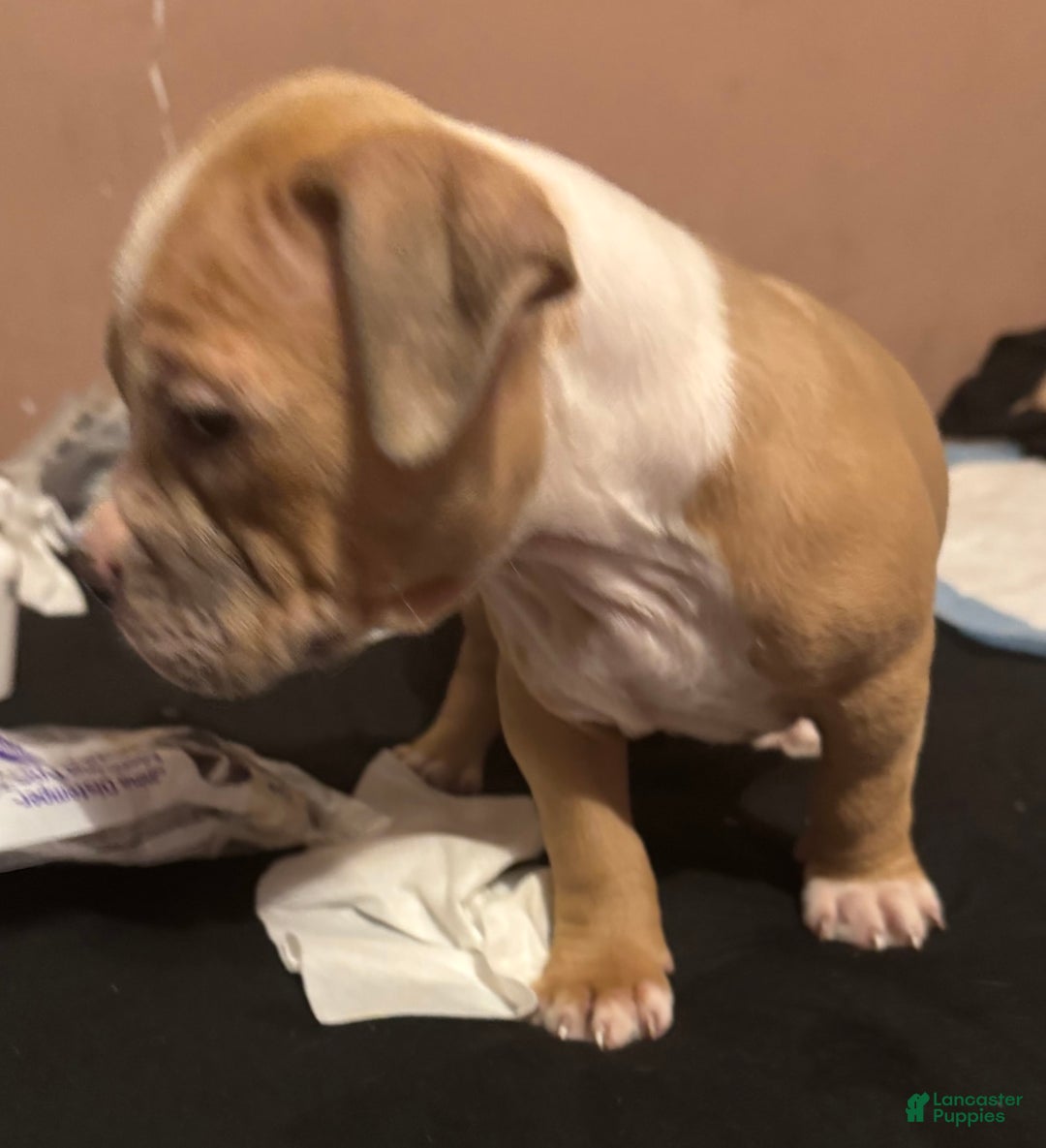 American Bully dogs for sale: Blossom - Image 3
