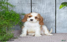 Cavalier King Charles Spaniel dogs for sale: Timothy - Image 4