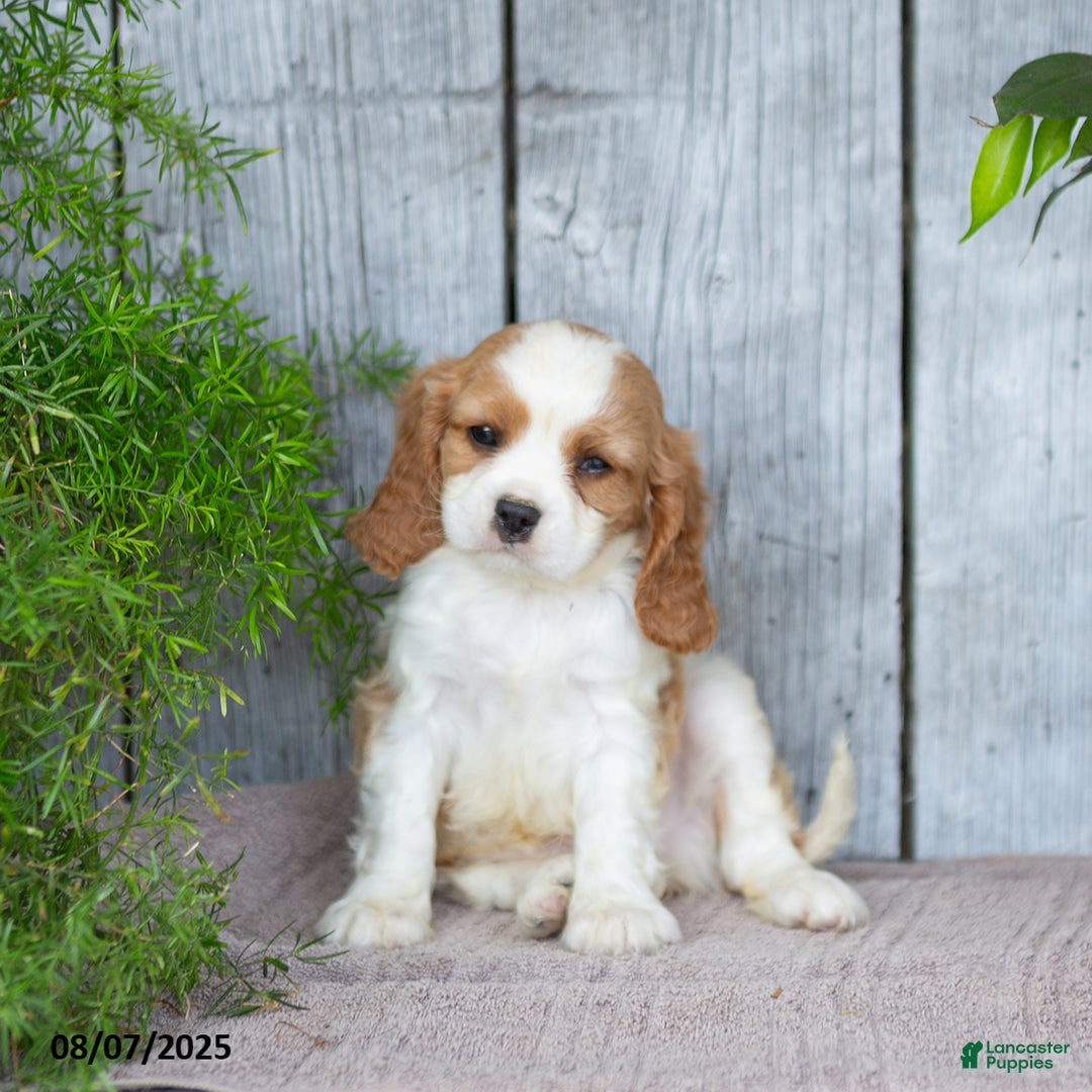 Cavalier King Charles Spaniel dogs for sale: Timothy - Image 4