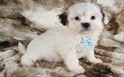 Teddy Bear dogs for sale: Terry - Image 7