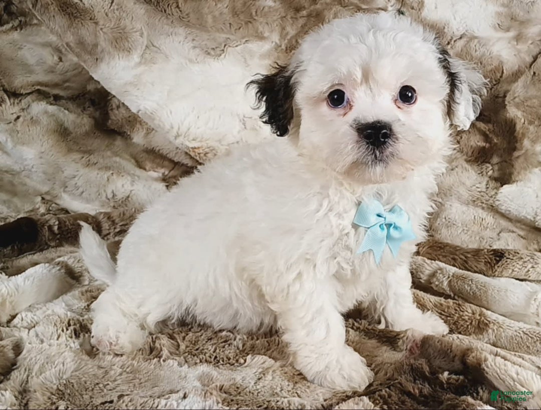 Teddy Bear dogs for sale: Terry - Image 7