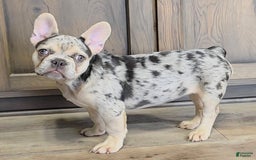 French Bulldog dogs for sale: Carrie - Image 7