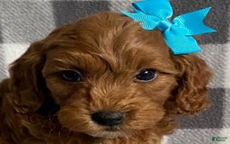 Mini Goldendoodle dogs for sale: Lilac - Image 3