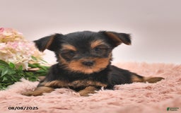 Yorkshire Terrier dogs for sale: Regina - Image 4