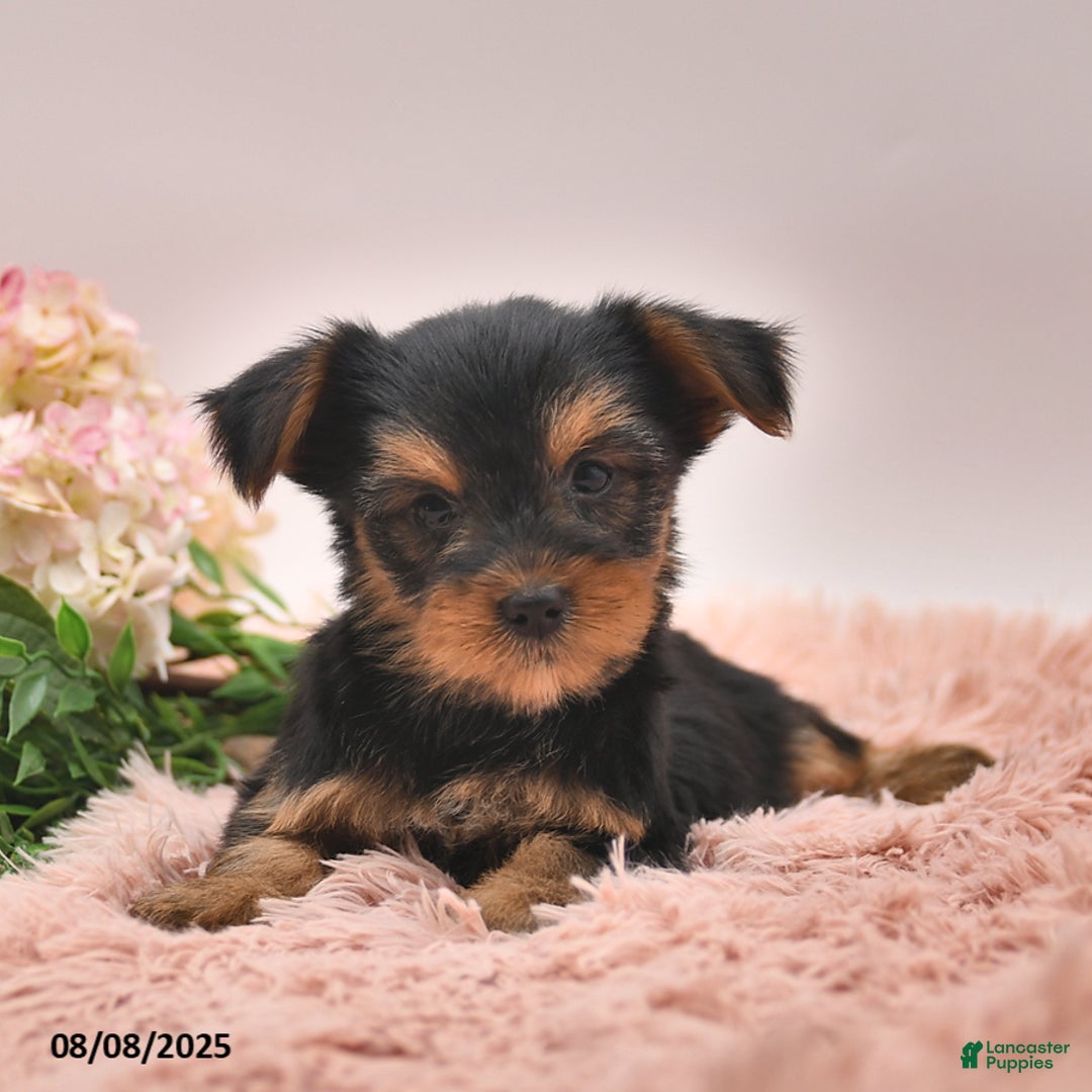 Yorkshire Terrier dogs for sale: Regina - Image 4