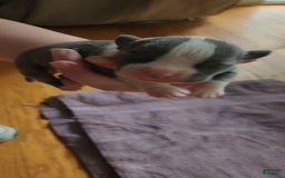 American Bully dogs for sale: Hazel - Image 13