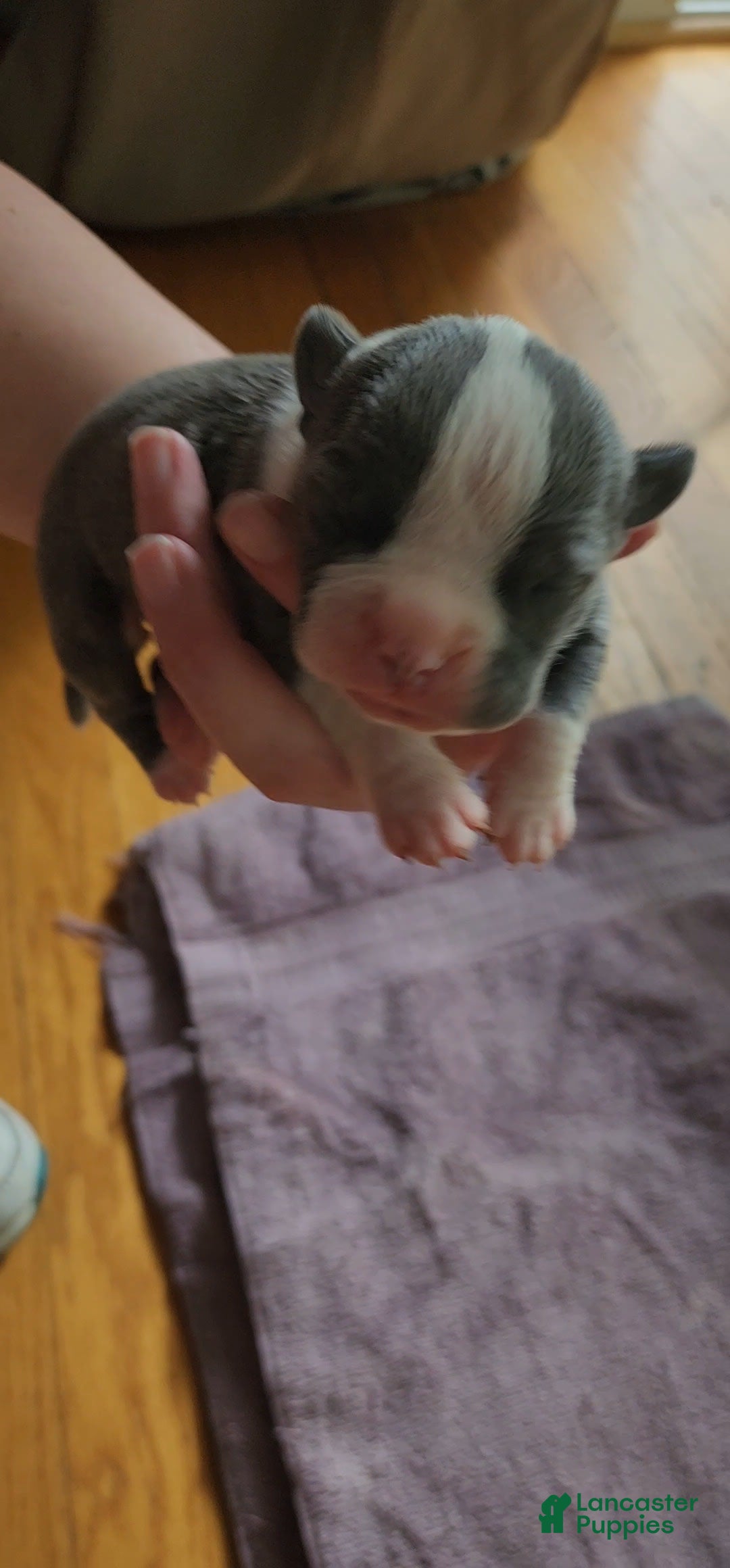 American Bully dogs for sale: Hazel - Image 13