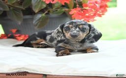 Miniature Dachshund dogs for sale: Noah - Image 5