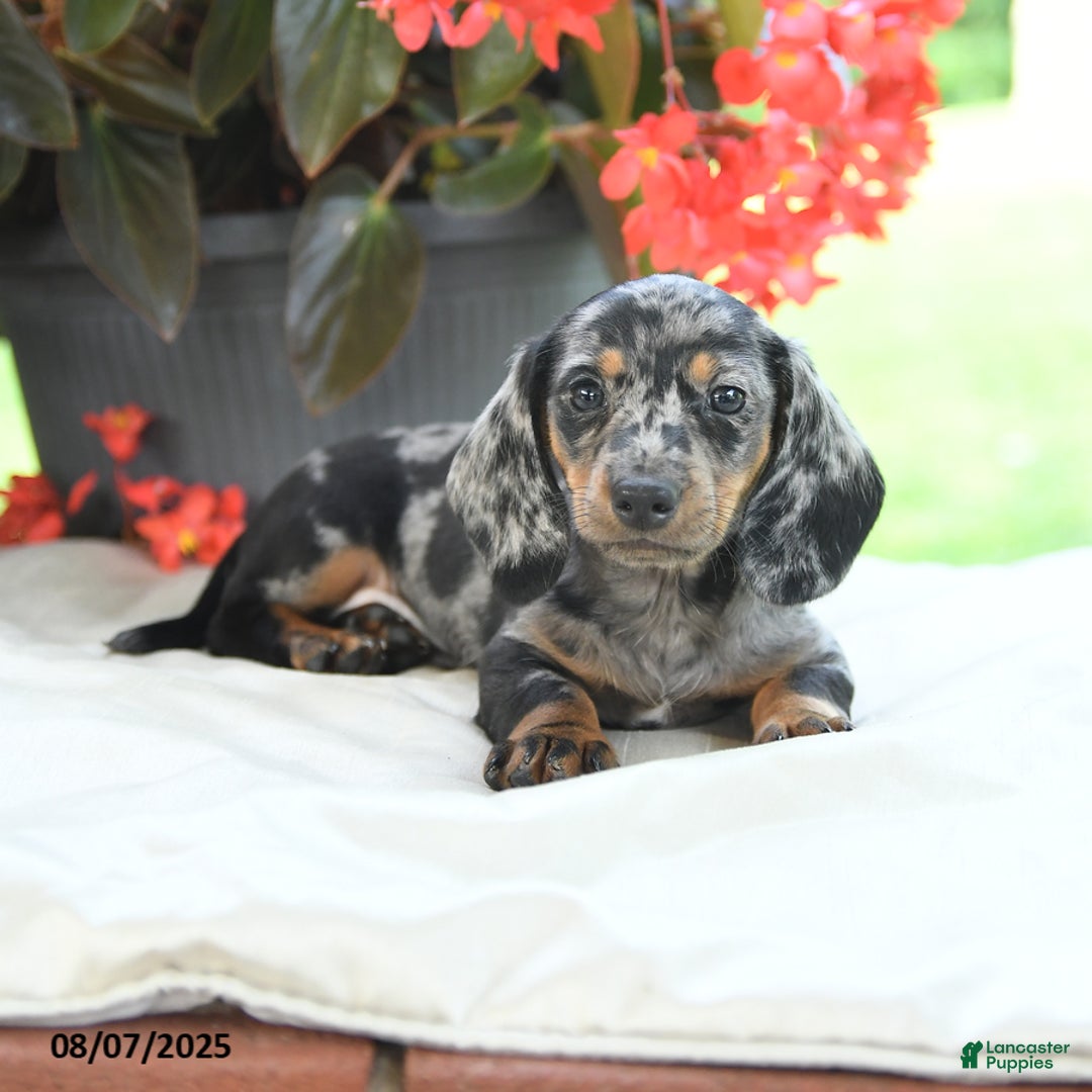 Miniature Dachshund dogs for sale: Noah - Image 5
