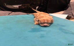 American Bully dogs for sale: Roxy - Image 1
