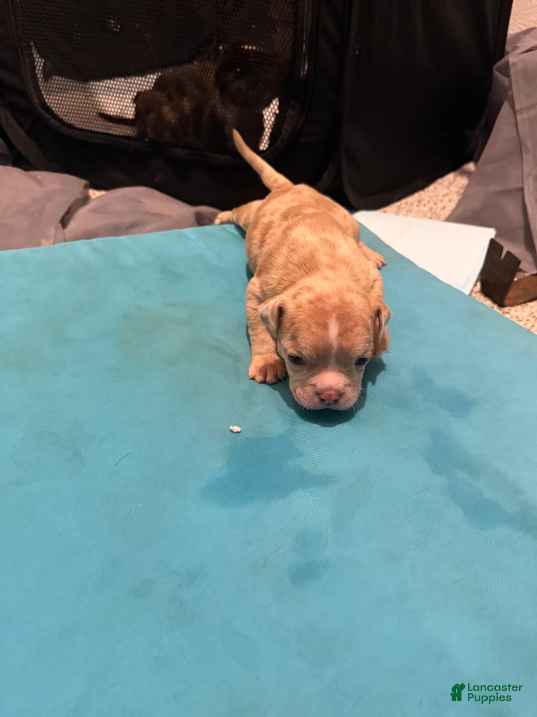 American Bully dogs for sale: Roxy - Image 1