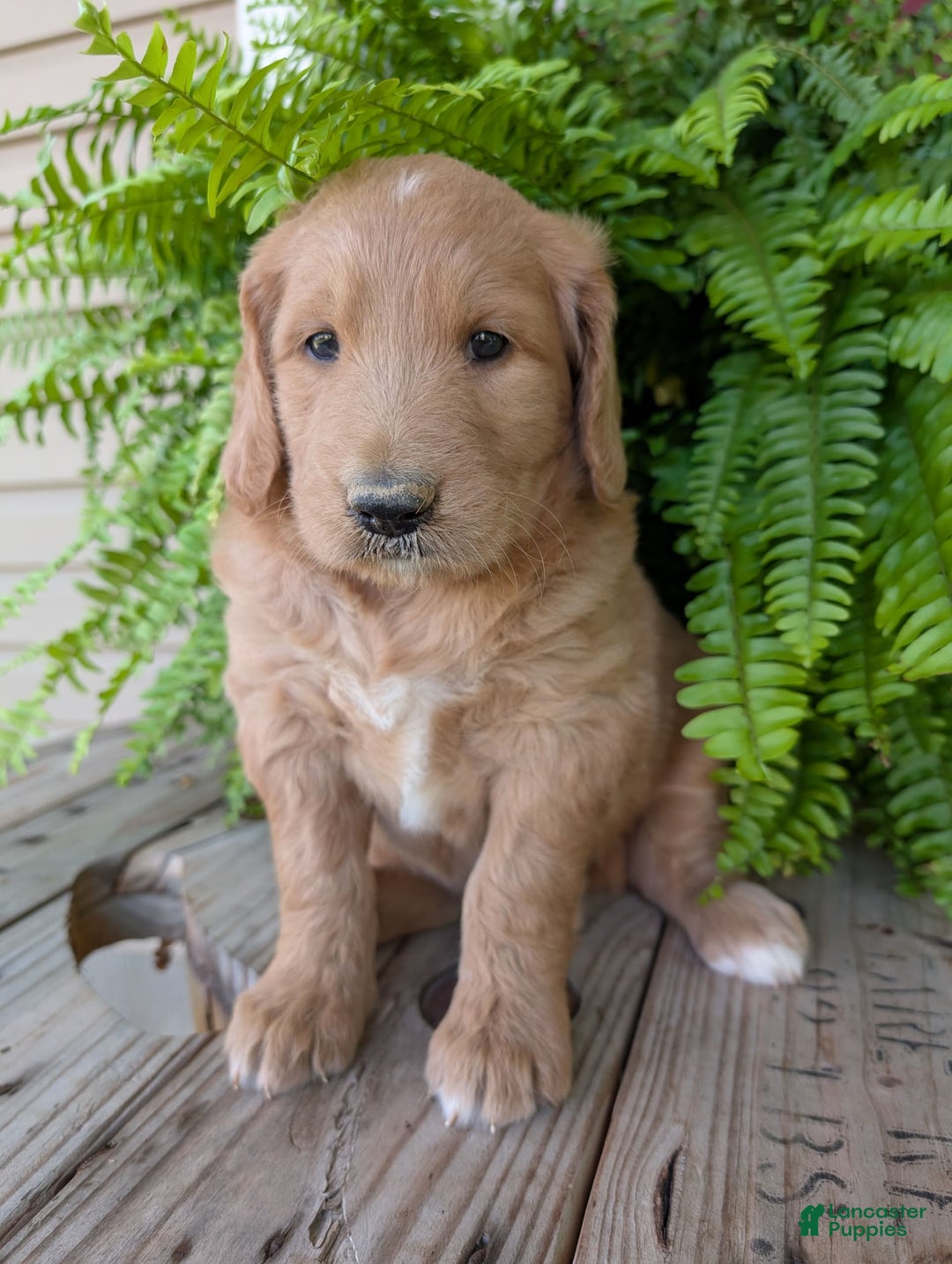 Goldendoodle dogs for sale: Bella - Image 7