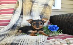 Yorkshire Terrier dogs for sale: Tucker - Image 2