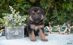 German Shepherd dogs for sale: Marley - Image 1