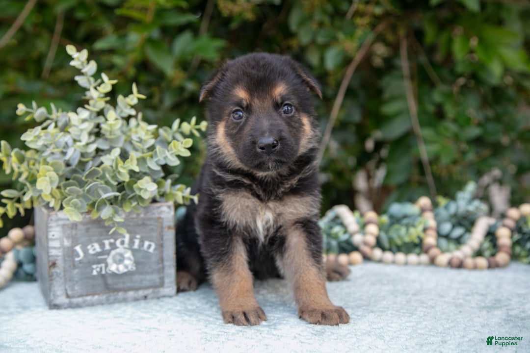 German Shepherd dogs for sale: Marley - Image 1