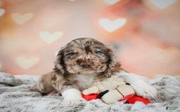 Cocker Spaniel dogs for sale: CoCo - Image 2