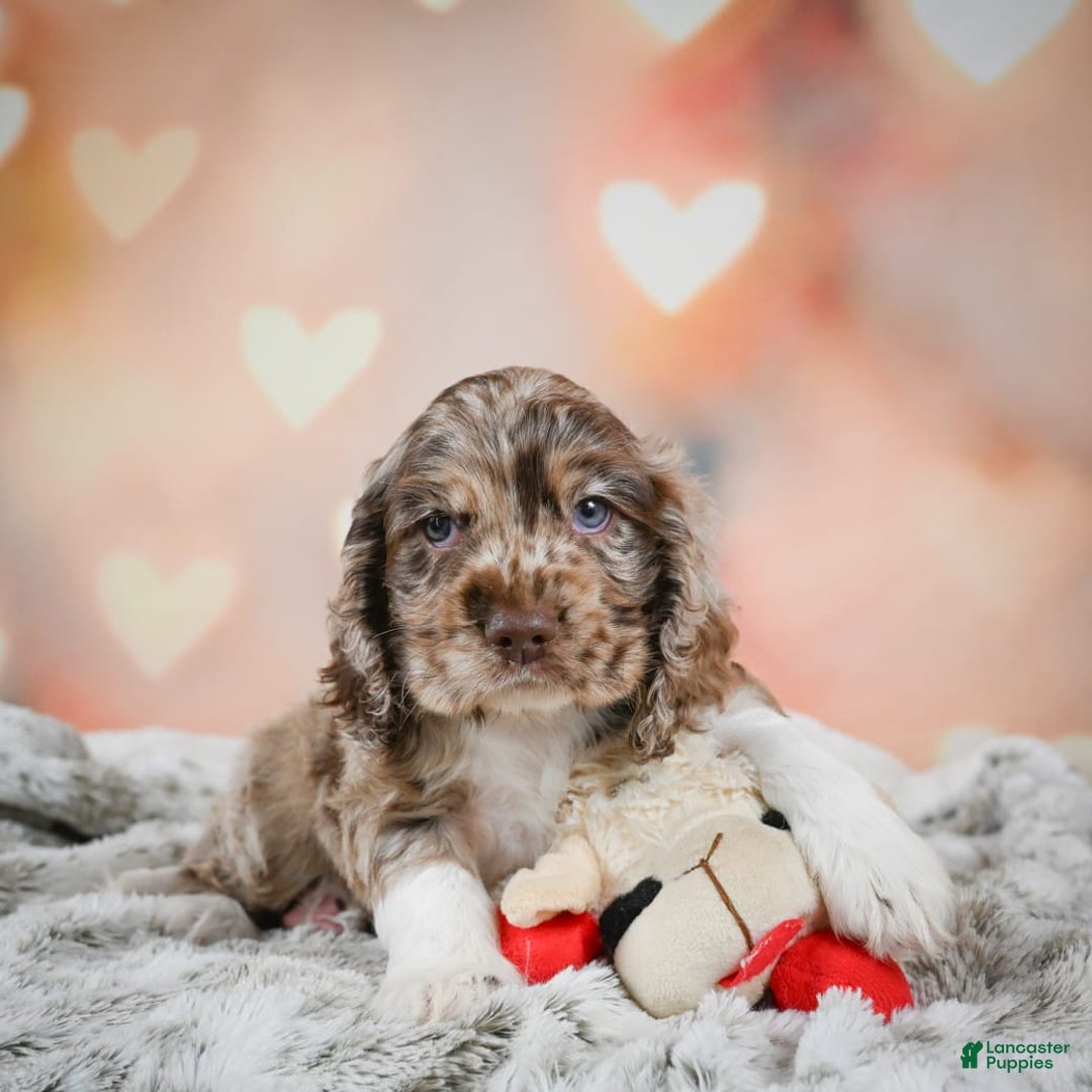 Cocker Spaniel dogs for sale: CoCo - Image 2