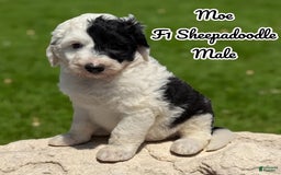 Sheepadoodle dogs for sale: Moe - Image 1