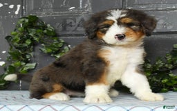 Bernedoodle dogs for sale: Diana - Image 3