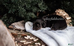 Miniature Dachshund dogs for sale: Black And Tan Girl - Image 8