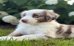 Australian Shepherd dogs for sale: Jade - Image 2
