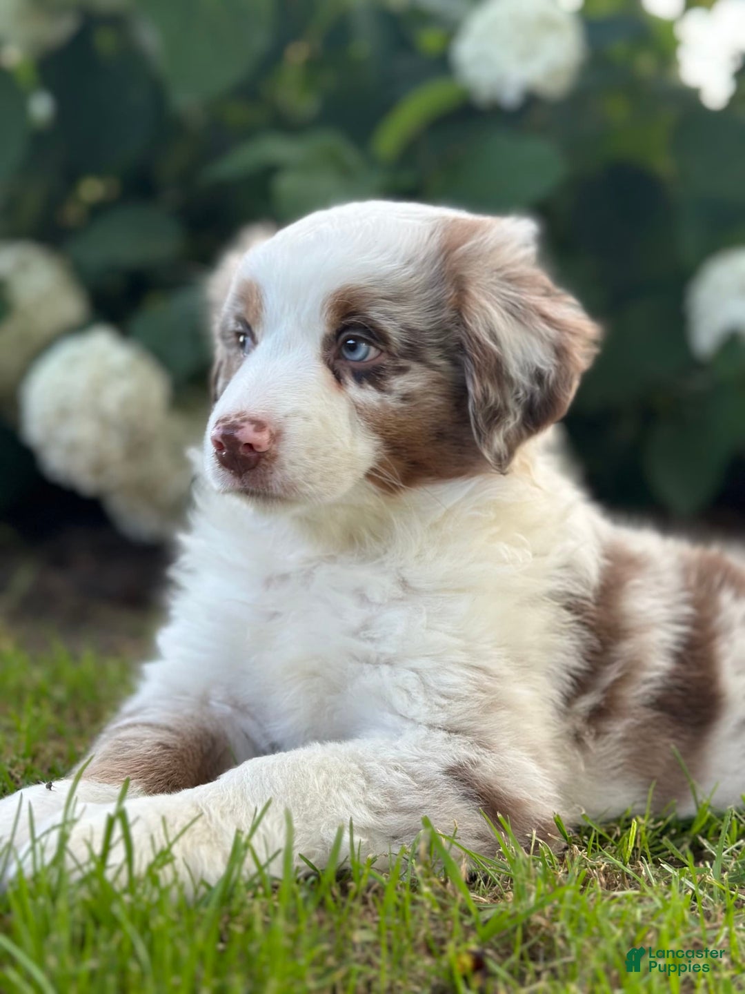 Australian Shepherd dogs for sale: Jade - Image 2