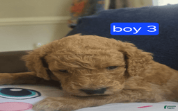 Goldendoodle dogs for sale: Mack - Image 6