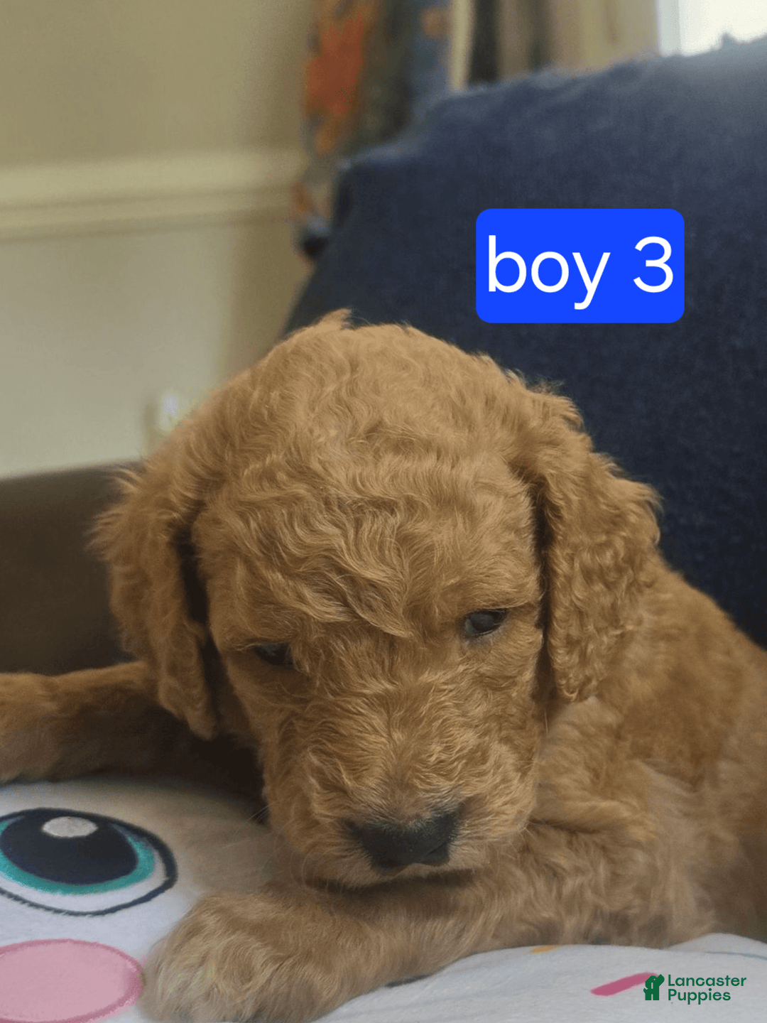Goldendoodle dogs for sale: Mack - Image 6