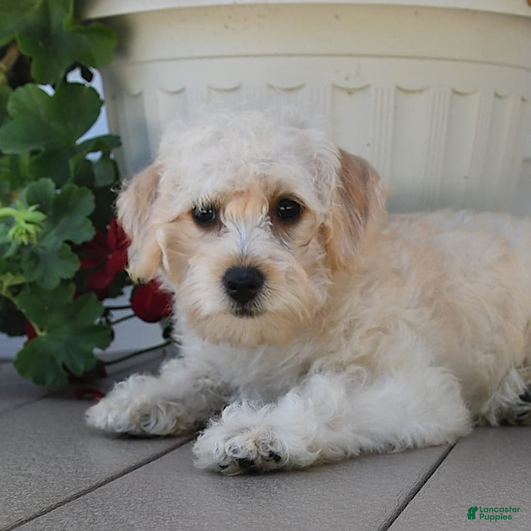 Schnoodle dogs for sale: Stacy - Image 15