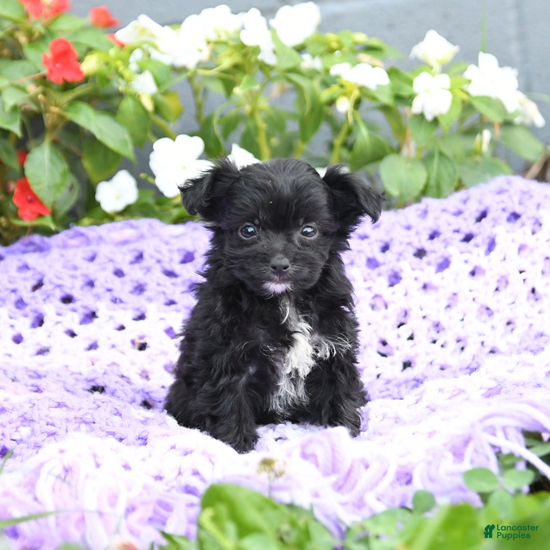 Chipoo dogs for sale: Wendy - Image 1